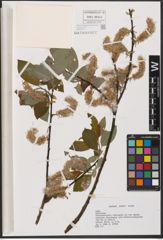 Foto von Salix L.